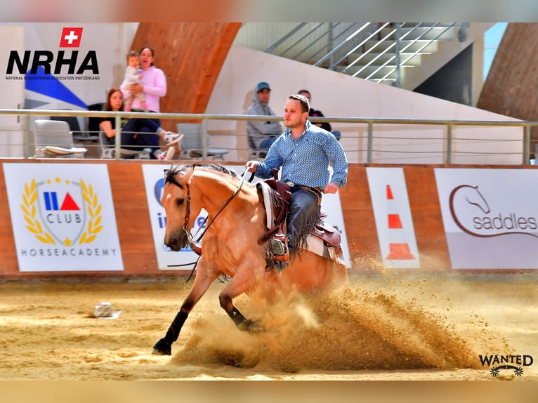 Quarter horse américain Jument 9 Ans 153 cm Buckskin in Kappelen