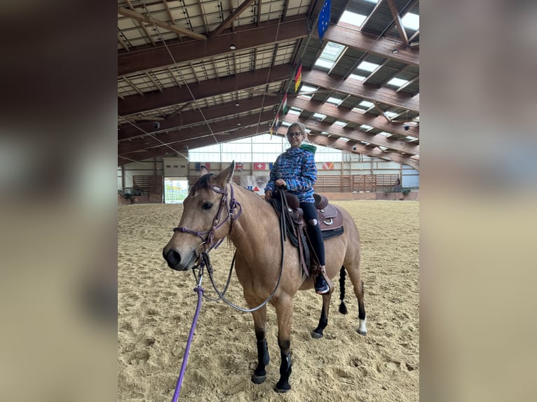 Quarter horse américain Jument 9 Ans 153 cm Buckskin in Kappelen