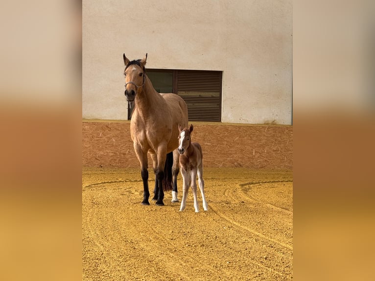 Quarter horse américain Jument 9 Ans 153 cm Buckskin in Kappelen