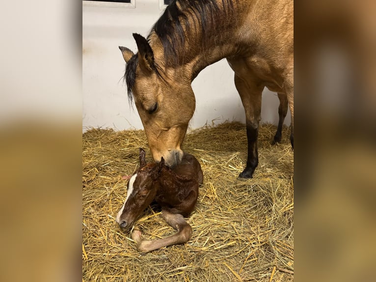 Quarter horse américain Jument 9 Ans 153 cm Buckskin in Kappelen