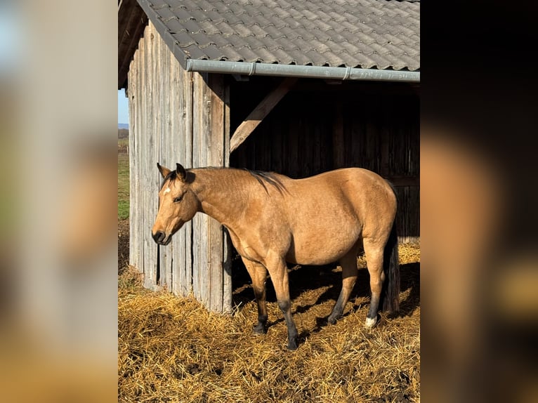 Quarter horse américain Jument 9 Ans 153 cm Buckskin in Kappelen