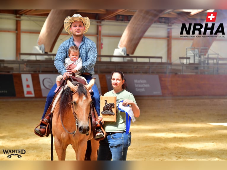 Quarter horse américain Jument 9 Ans 153 cm Buckskin in Kappelen