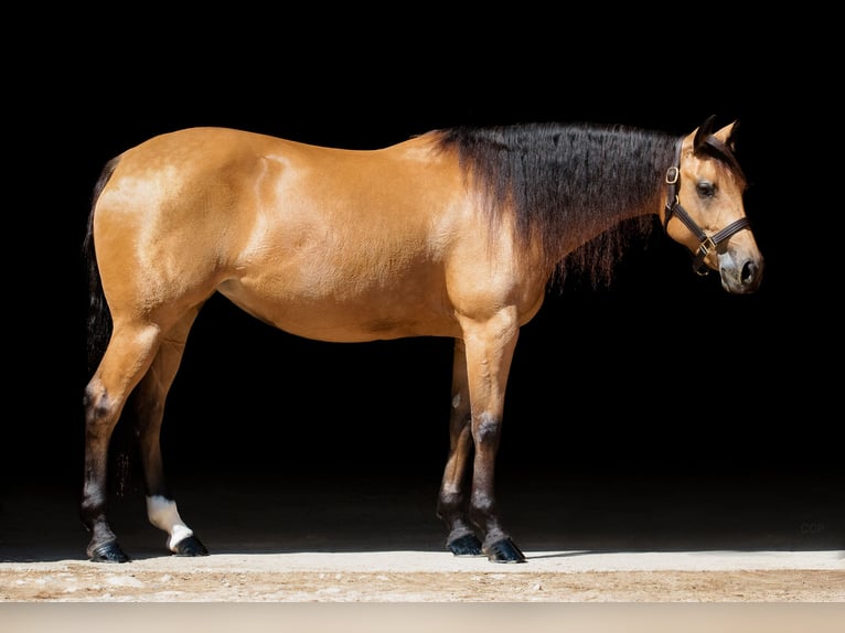 Quarter horse américain Jument 9 Ans 153 cm Buckskin in Kappelen