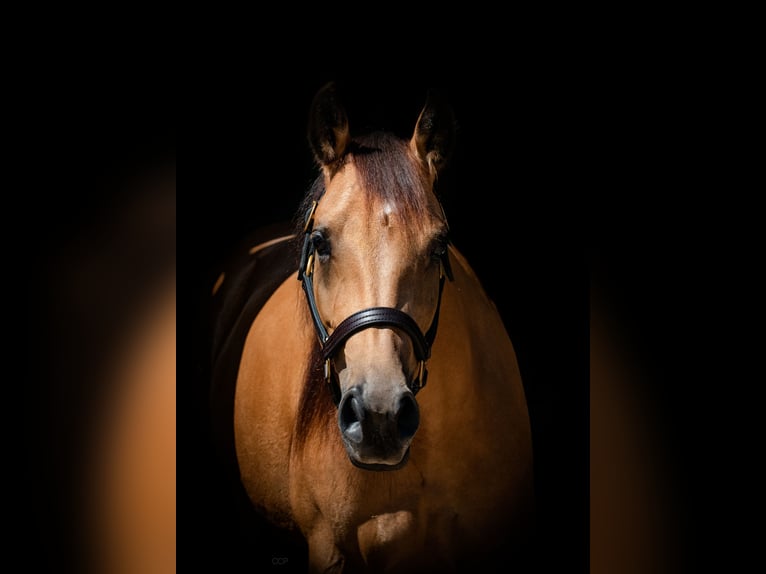 Quarter horse américain Jument 9 Ans 153 cm Buckskin in Kappelen