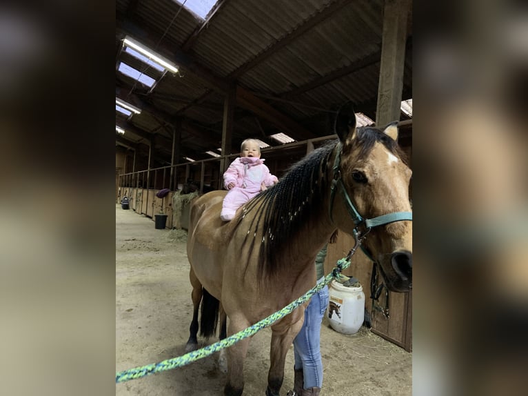 Quarter horse américain Jument 9 Ans 153 cm Buckskin in Kappelen