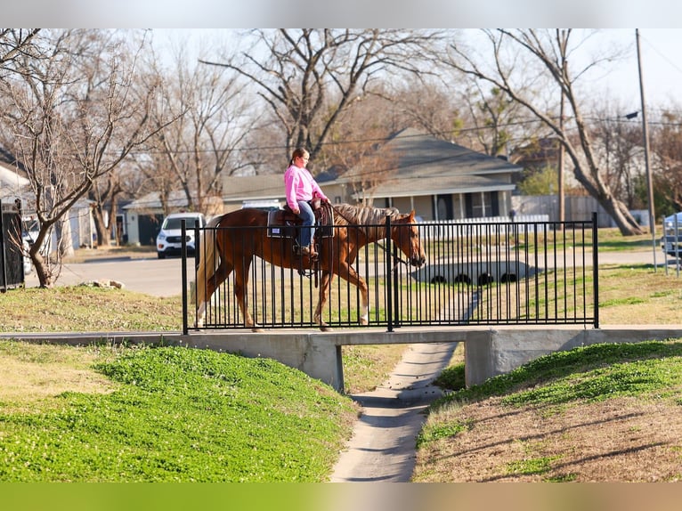 Quarter horse américain Jument 9 Ans 155 cm Palomino in Forney