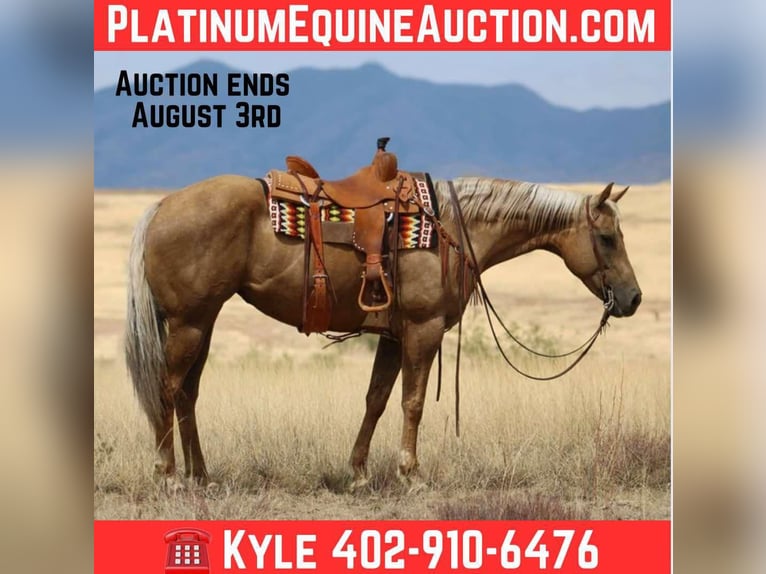 Quarter horse américain Jument 9 Ans 155 cm Palomino in Nogales, AZ