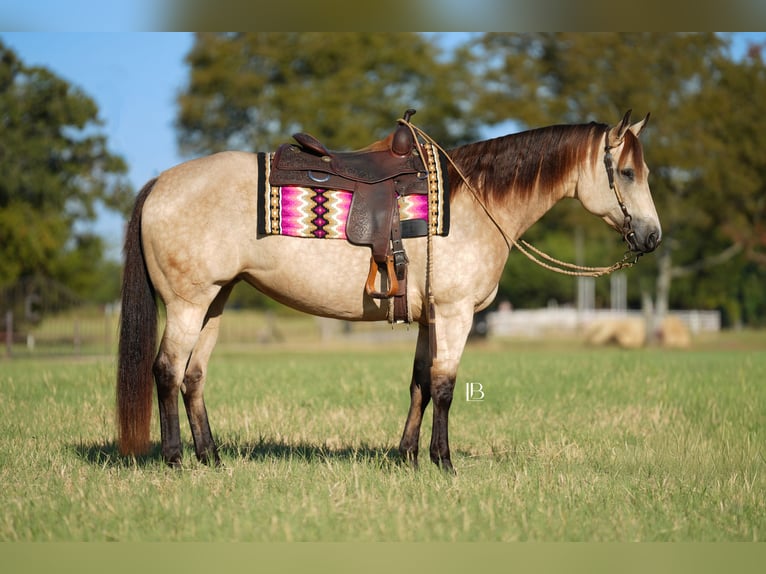 Quarter horse américain Jument 9 Ans 157 cm Buckskin in Terrell