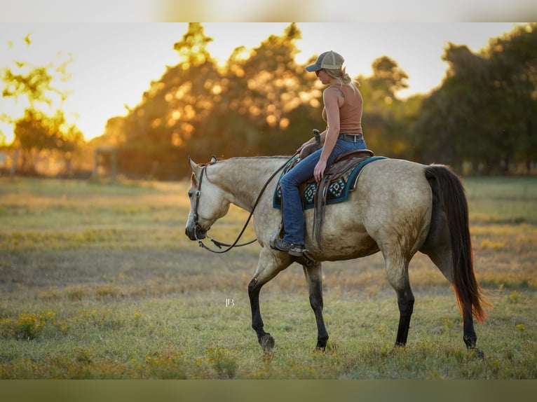 Quarter horse américain Jument 9 Ans 157 cm Buckskin in Terrell