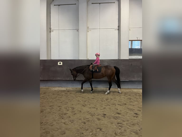 Quarter horse américain Jument 9 Ans 158 cm Bai brun in Pfaffing