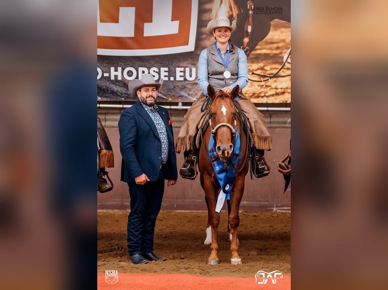 Quarter horse américain Jument 9 Ans 160 cm Alezan in Haan