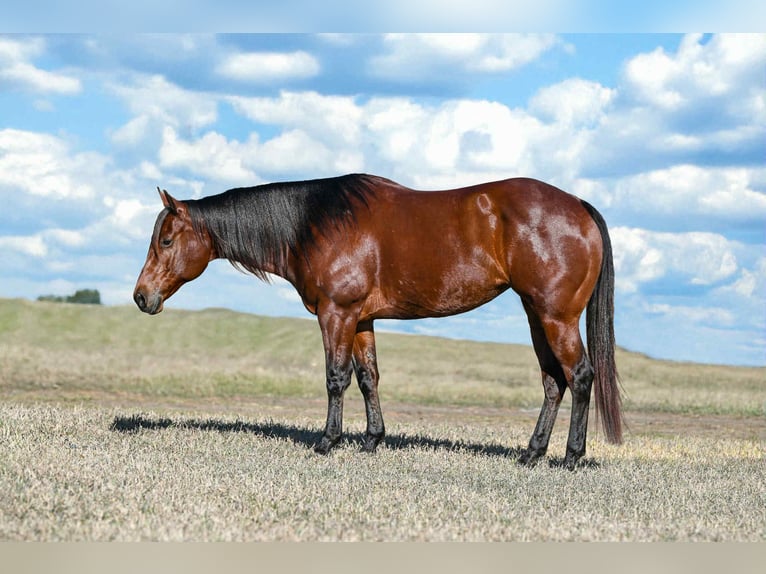 Quarter horse américain Jument 9 Ans 160 cm Bai cerise in Canistota