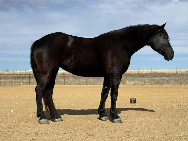 Quarter horse américain Jument 9 Ans 163 cm Noir in Weatherford TX
