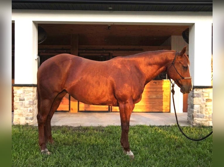 Quarter horse américain Jument 9 Ans Alezan cuivré in Port Charlotte