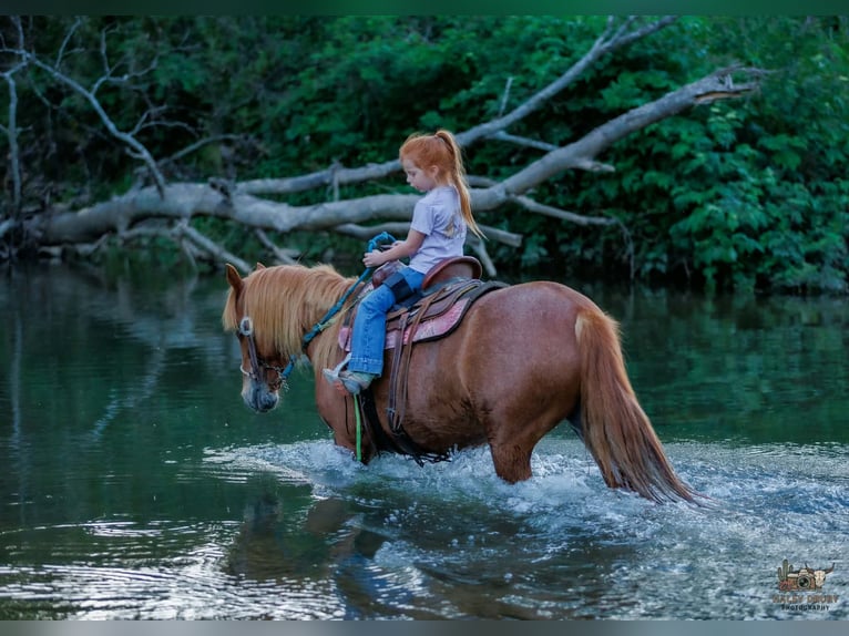 Quarter horse américain Croisé Jument 9 Ans Alezan cuivré in Auburn