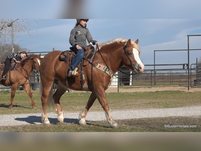 Quarter horse américain Jument 9 Ans Alezan cuivré in Weatherford TX