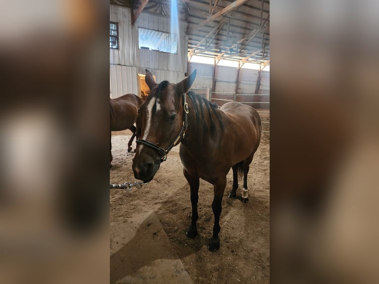 Quarter horse américain Croisé Jument 9 Ans Bai brun in Muskego