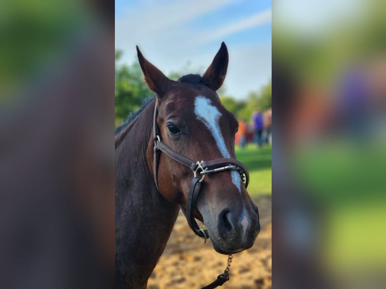 Quarter horse américain Croisé Jument 9 Ans Bai brun in Muskego