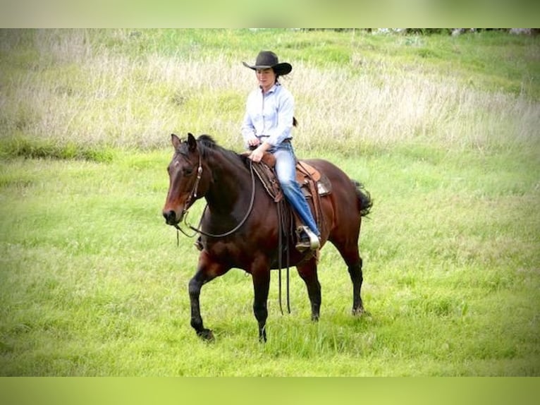 Quarter horse américain Jument 9 Ans Bai cerise in Canadian, TX