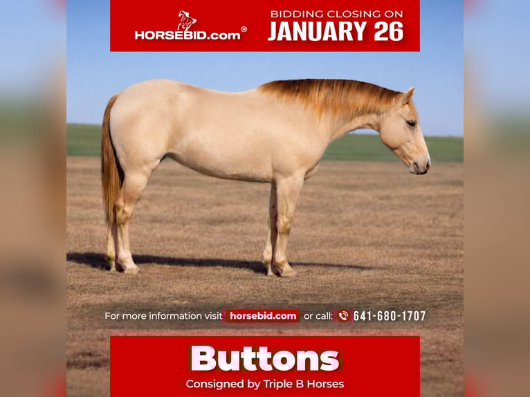 Quarter horse américain Jument 9 Ans Champagne in Plano