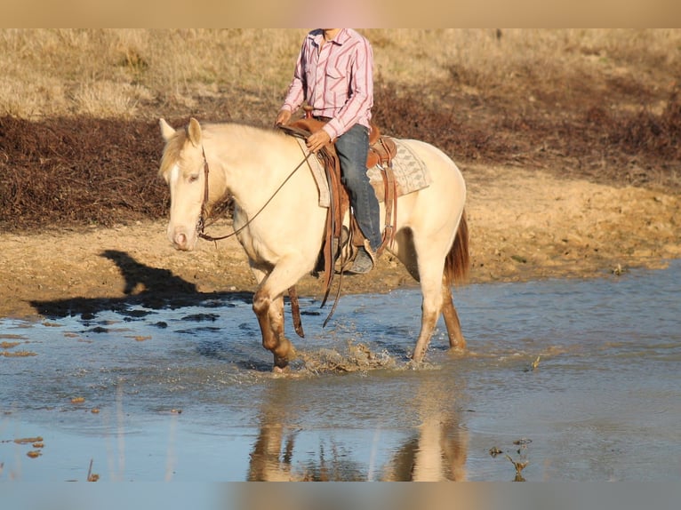 Quarter horse américain Jument 9 Ans Champagne in Plano
