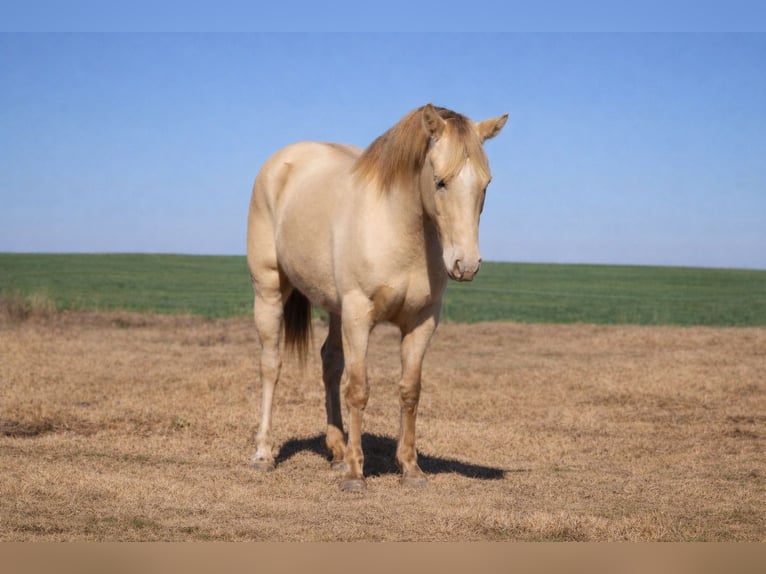 Quarter horse américain Jument 9 Ans Champagne in Plano