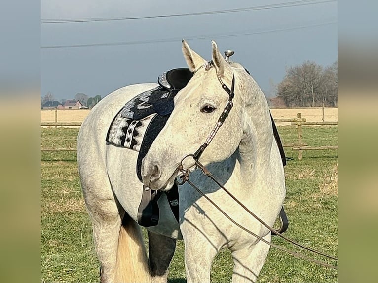 Quarter horse américain Jument 9 Ans Gris in Uedem