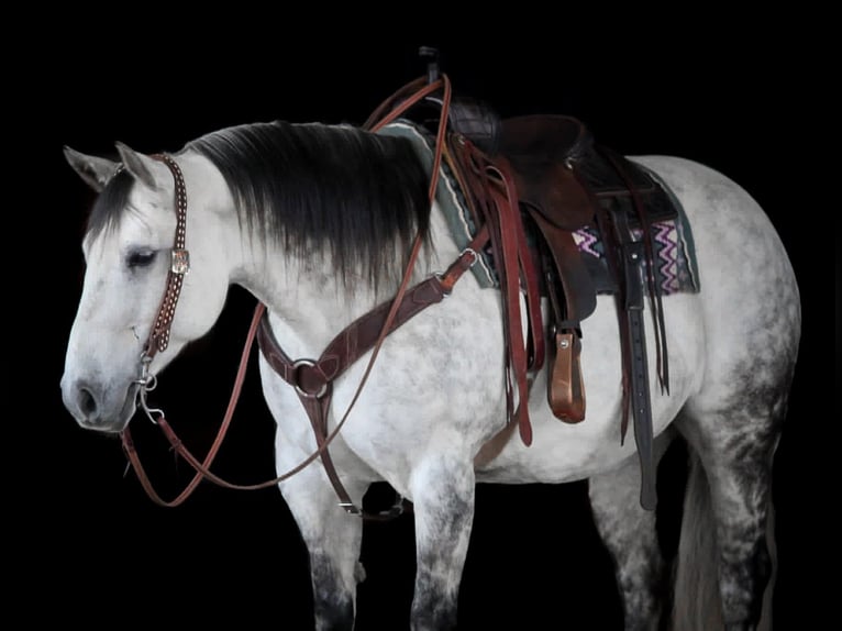 Quarter horse américain Jument 9 Ans Gris pommelé in Clarion