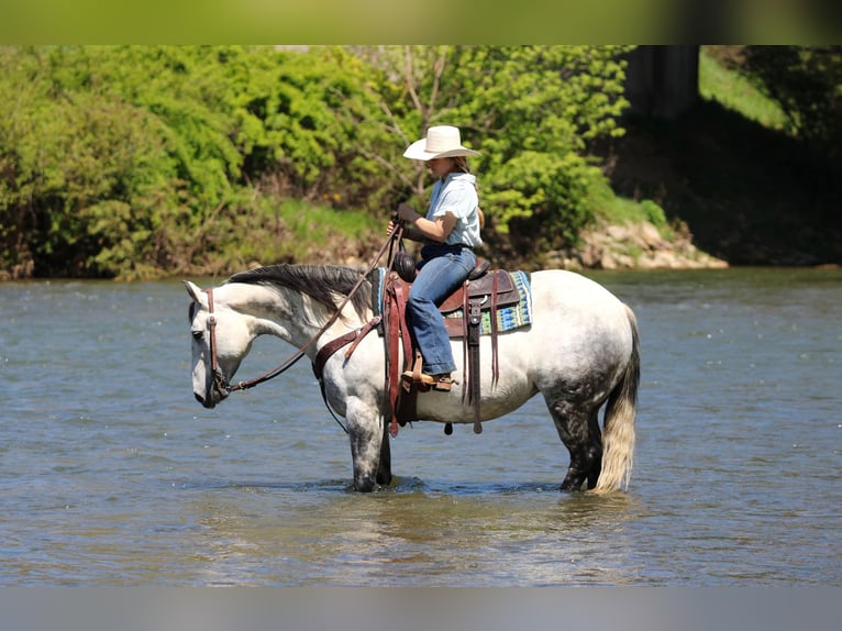 Quarter horse américain Jument 9 Ans Gris pommelé in Clarion