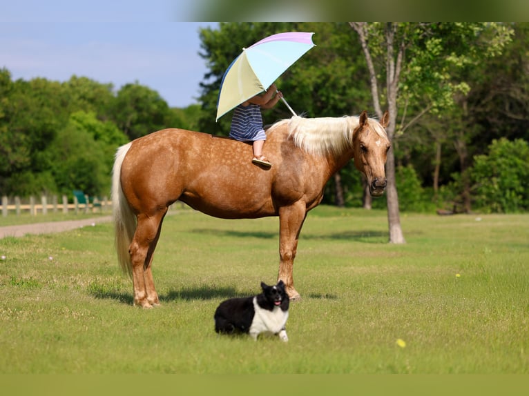 Quarter horse américain Jument 9 Ans Palomino in Forney