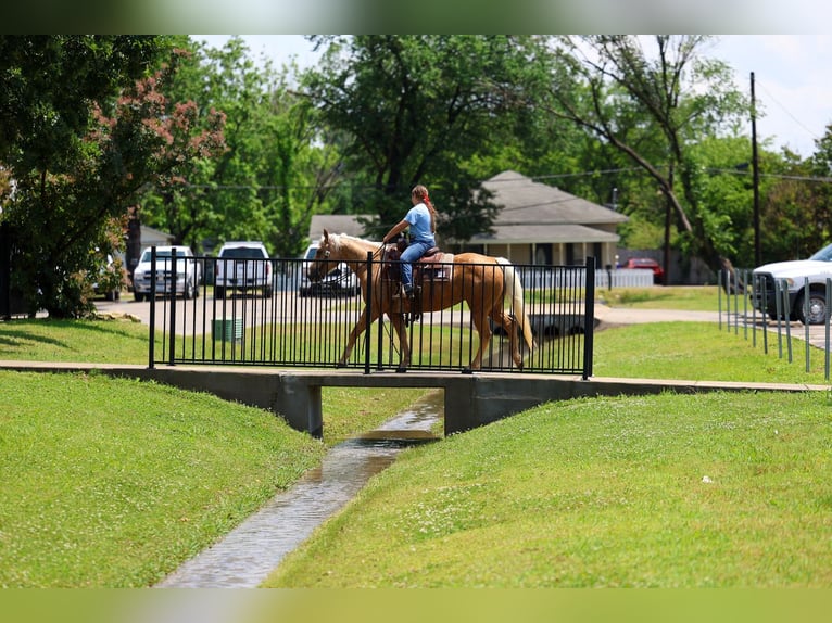 Quarter horse américain Jument 9 Ans Palomino in Forney