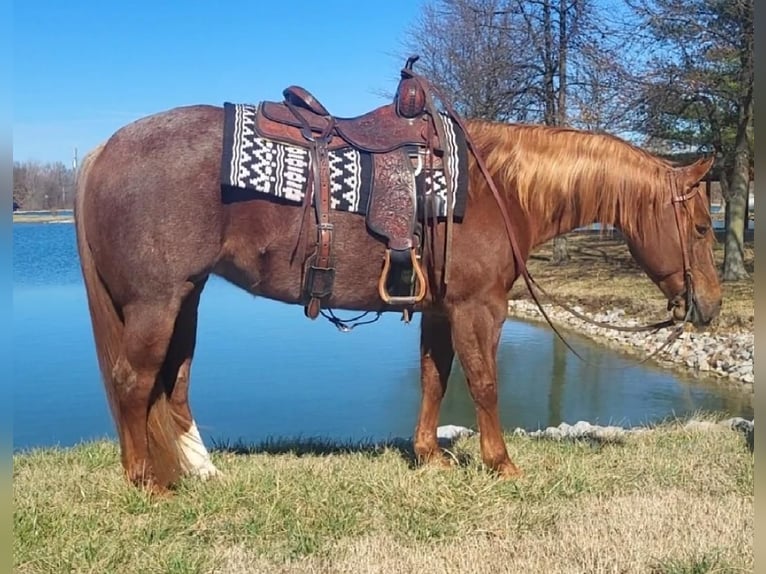 Quarter horse américain Jument 9 Ans Rouan Rouge in Robards, KY