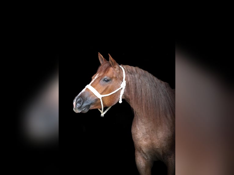 Quarter horse américain Jument 9 Ans Rouan Rouge in Dennison IL