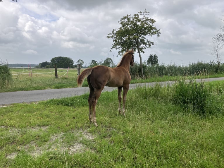 Quarter horse américain Jument Poulain (04/2025) 120 cm Alezan in Esens