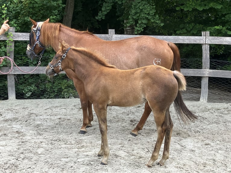 Quarter horse américain Jument Poulain (04/2025) 120 cm Alezan in Esens Quarter horse américain Jument Poulain (04/2025) 120 cm Alezan in Esens