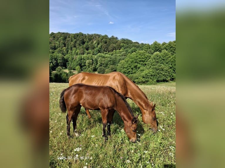 Quarter horse américain Jument Poulain (05/2025) 120 cm Bai cerise in Bakonyb&#xE9;l