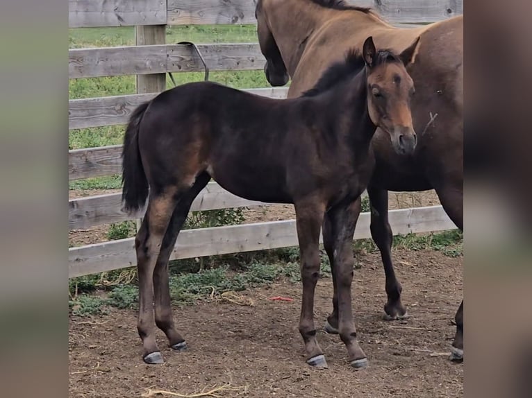 Quarter horse américain Jument Poulain (05/2025) 142 cm Bai brun in Denton, MT Quarter horse américain Jument Poulain (05/2025) 142 cm Bai brun in Denton, MT