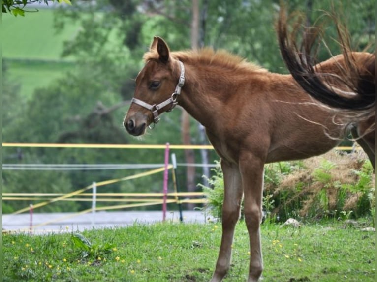Quarter horse américain Jument  143 cm Alezan brûlé in Mehlmeisel