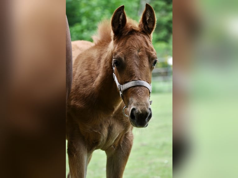 Quarter horse américain Jument  143 cm Alezan brûlé in Mehlmeisel
