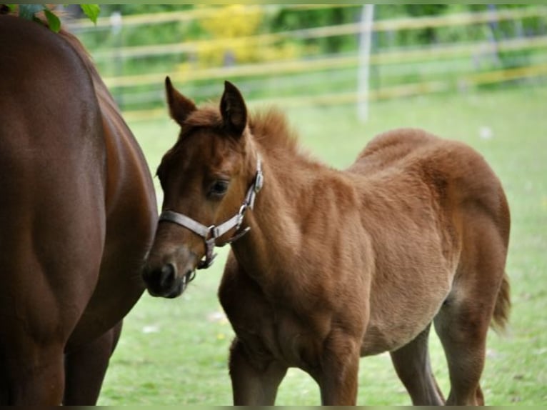Quarter horse américain Jument  143 cm Alezan brûlé in Mehlmeisel