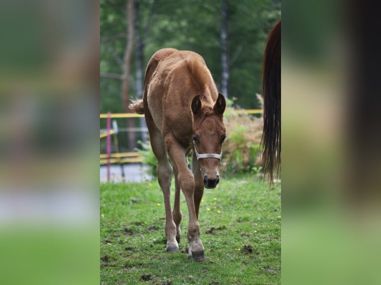 Quarter horse américain Jument  143 cm Alezan brûlé in Mehlmeisel