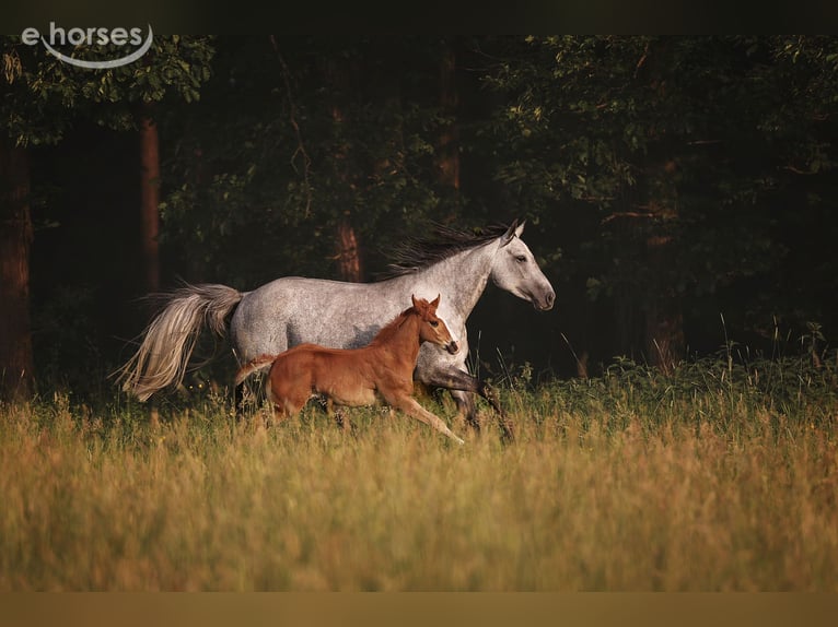 Quarter horse américain Jument Poulain (04/2026) 145 cm Alezan brûlé in Geiselwind