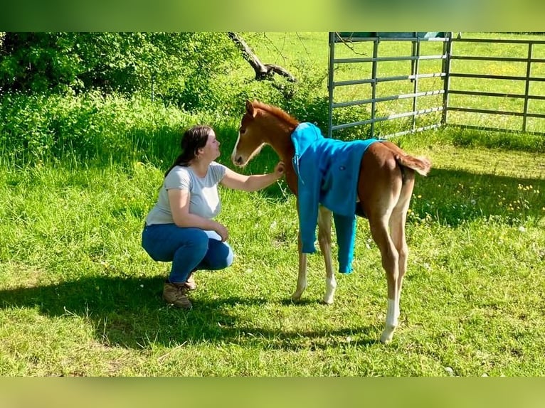 Quarter horse américain Jument Poulain (04/2026) 145 cm Alezan in Geiselwind