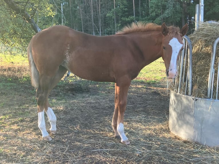 Quarter horse américain Jument Poulain (04/2026) 145 cm Alezan in Geiselwind