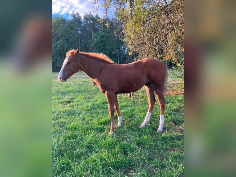 Quarter horse américain Jument Poulain (04/2026) 145 cm Alezan in Geiselwind