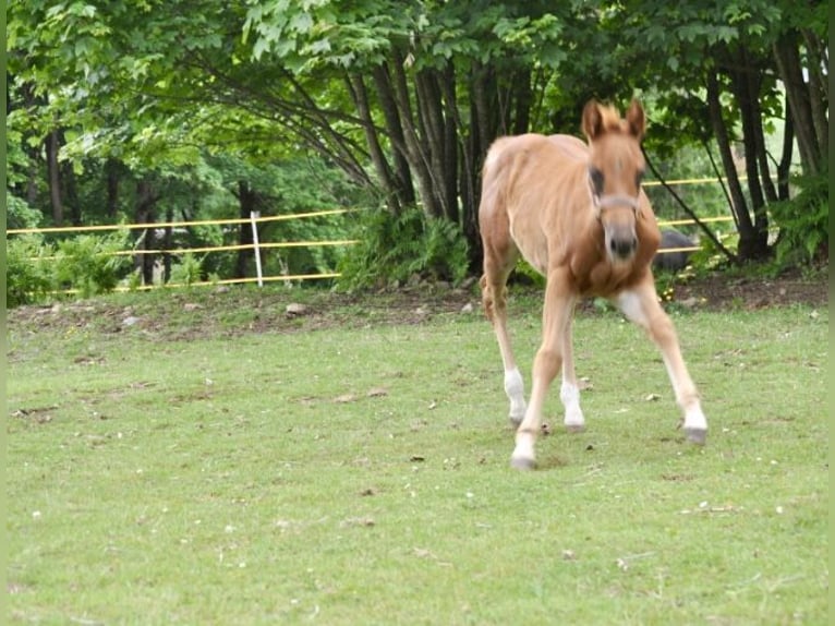 Quarter horse américain Jument  148 cm Alezan brûlé in Mehlmeisel