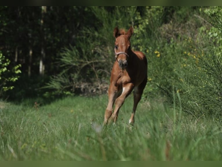 Quarter horse américain Jument  148 cm Alezan brûlé in Mehlmeisel