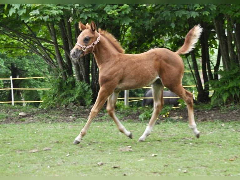 Quarter horse américain Jument  148 cm Alezan brûlé in Mehlmeisel