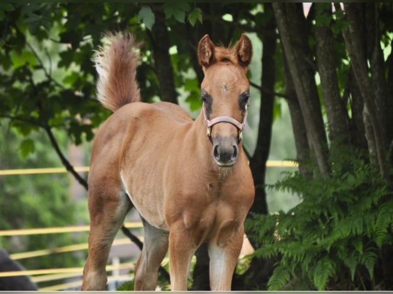Quarter horse américain Jument  148 cm Alezan brûlé in Mehlmeisel