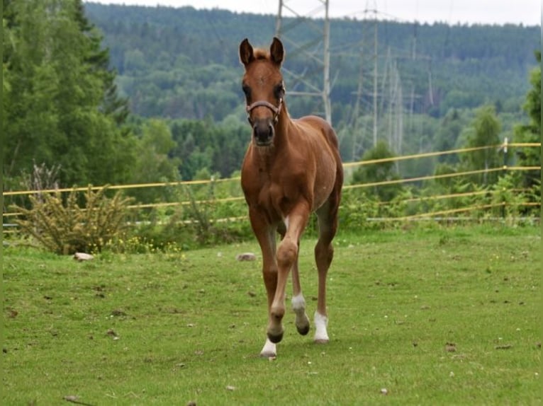 Quarter horse américain Jument  148 cm Alezan brûlé in Mehlmeisel